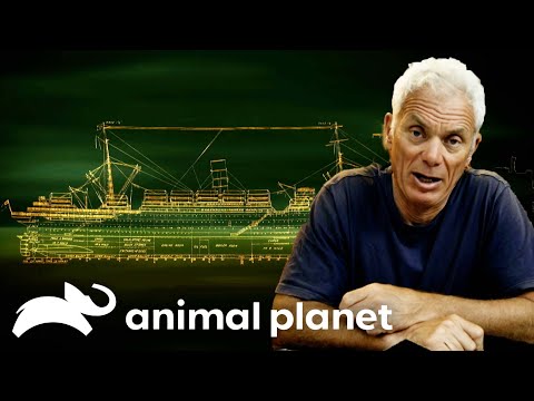 Passengers of the RMS Laconia Go Missing After Torpedo Attack | River Monsters | Animal Planet