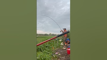 Câu cá tra sông lên hàng khủng #camr1 #fishing #camr2 #camr3 #catrasong