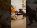 ふらついて危ないよ🐱 | #shorts #animals #baby