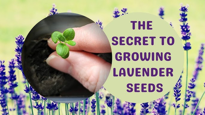 How to Care for Lavender Plants - 8 steps