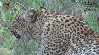 Leopard Roar