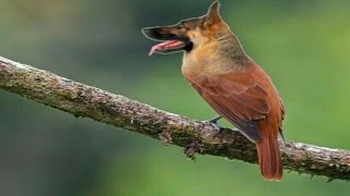 Bird Dog Manipulation | picsart | clickpersky screenshot 4