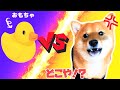 【がんばれ豆柴さすけくん】さすけくんはyoutubeの犬が反応する音に反応するのか！？　お兄ちゃんと一緒に検証してみた　愛犬