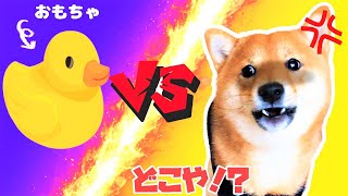 【がんばれ豆柴さすけくん】さすけくんはyoutubeの犬が反応する音に反応するのか！？　お兄ちゃんと一緒に検証してみた　愛犬