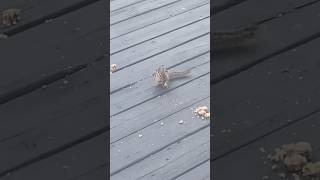 Alvin and Theodore the chipmunks 🐿️ came by today for a snack. #thechipmunkadventure #fyp #fypシ