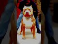 Pitbull Attitude #viral #100k #trending #dog