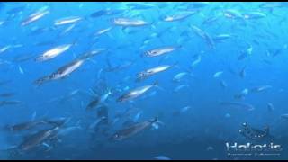 mackerel run.m2ts