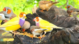 Zebra finches discovered new feeding, they flocked to new locations to eat and fly around happily.