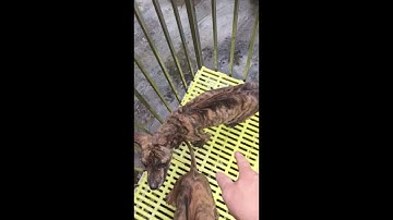 Theo BTC Chó Phú Quốc phải có đốm lưỡi và lưỡi đen được ưa chuộng hơn #shorts