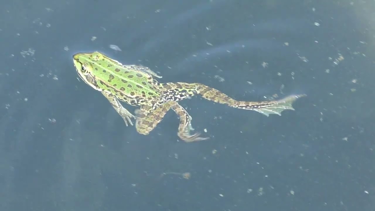 Why Do Frogs Have Webbed Feet? Exploring Amphibian Adaptations