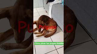Ataque de pulgas #perros #dog
