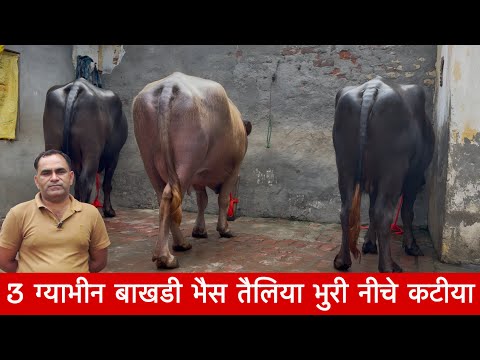 3 ग्याभीन बाखडी भैस तैलिया भुरी नीचे कटीया Parveen Maratha Dairy Farm ✅