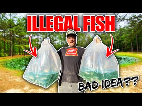 Stocking 500 ILLEGAL Exotic Fish into My BACKYARD POND!! (Bad Idea??)
