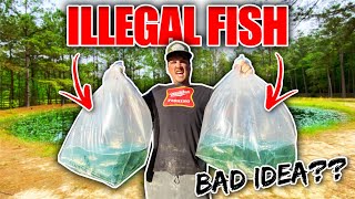Stocking 500 ILLEGAL Exotic Fish into My BACKYARD POND!! (Bad Idea??)