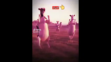 اغنية حمودي حماده بقر ترقص اطفال 