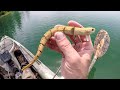 Fishing for snake bass