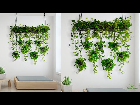 Hanging Money plants Make Your Living Room More Welcoming & Relaxing//GREEN PLANTS