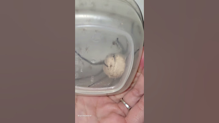 Gigantic Spider Egg Sac Bursts! 🕷🕸