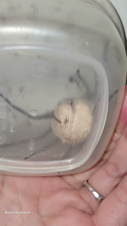 Gigantic Spider Egg Sac Bursts! 🕷🕸