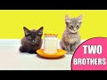 Two brothers eat // Delicious porridge // Favorite kittens.