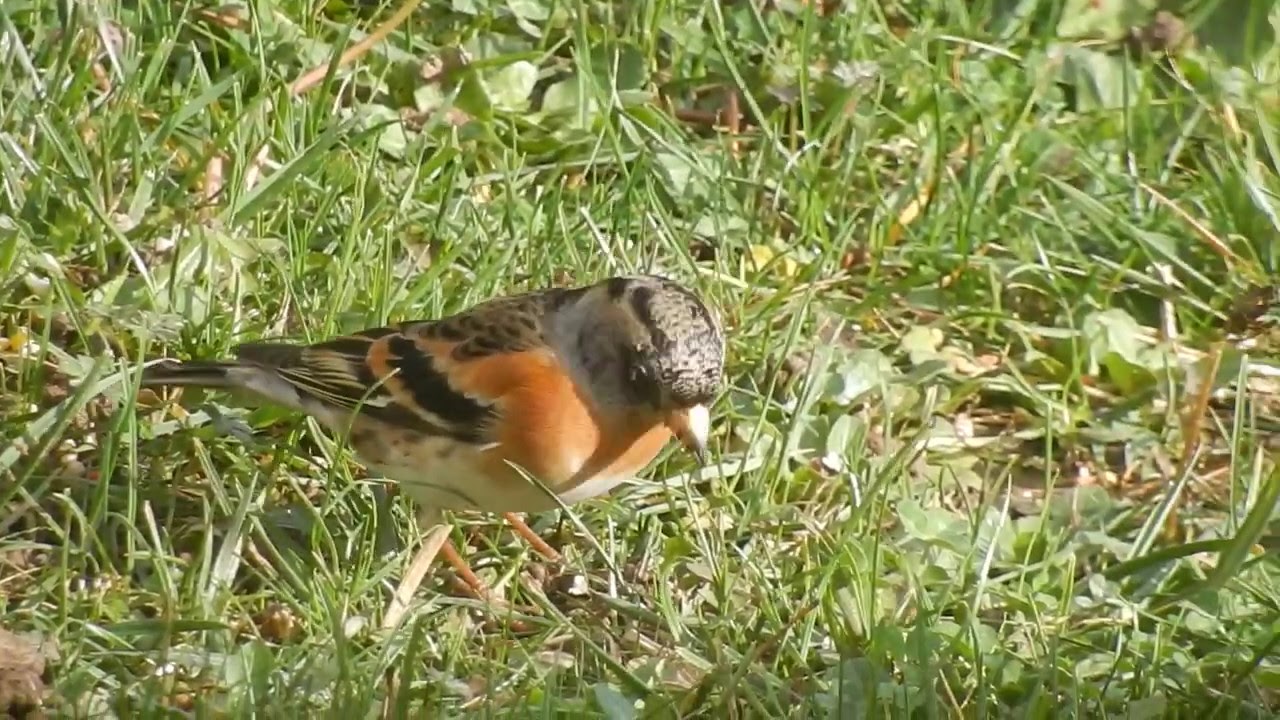 Le Pinson du Nord (Fringilla montifringilla - Brambling) 