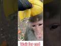 Funny Monkey with Fruit Hat 🐒🍋 #monkeyshorts #monkeyvideo #funnymonkey #animals #bandar #wildlife