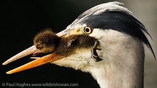 Angry mother ducks can't stop a heron that's eating ducklings