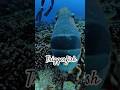 Lol #fyp #animals #fish #triggerfish #youtubeshorts