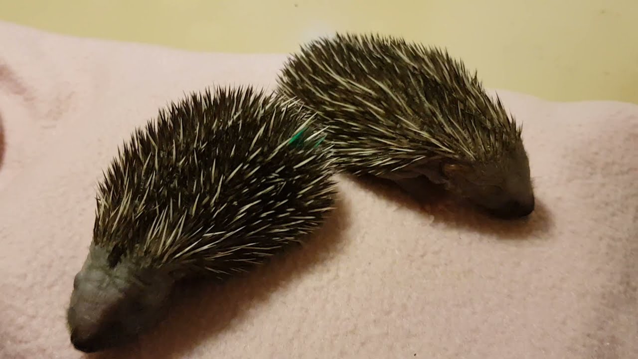 Hoglets at ELM