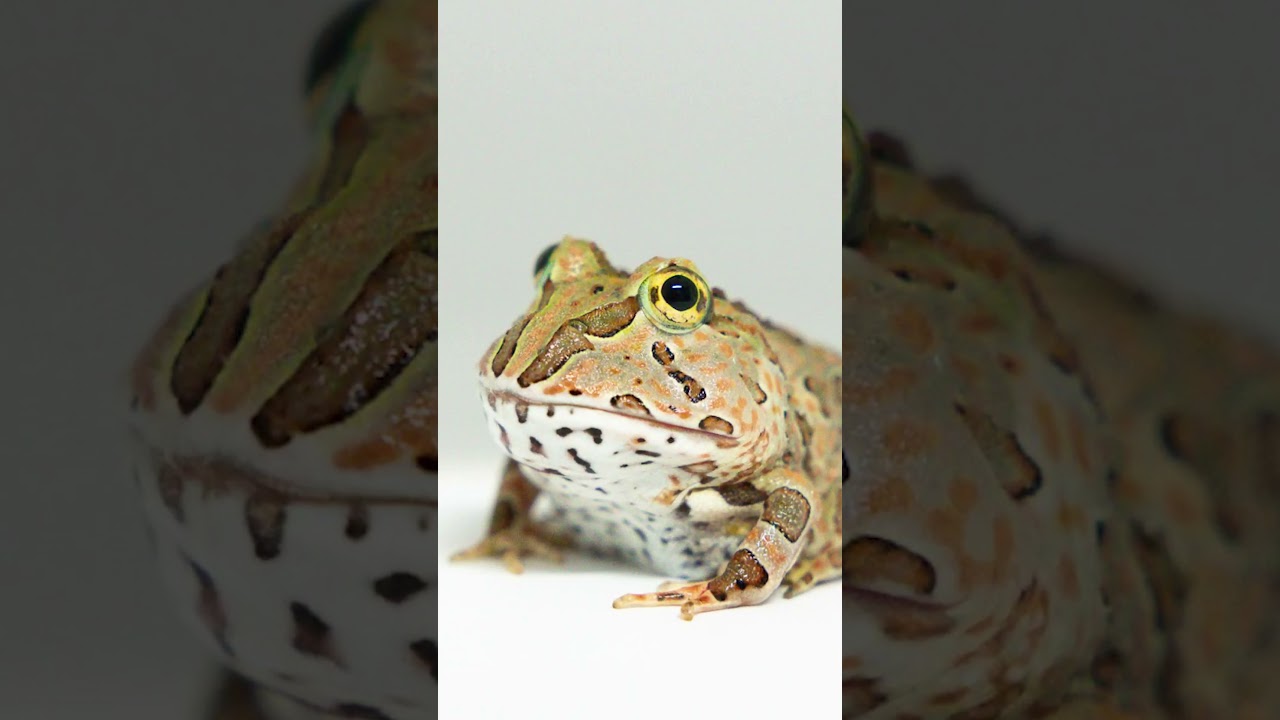 Innocent little Peanut the Pacman Frog...