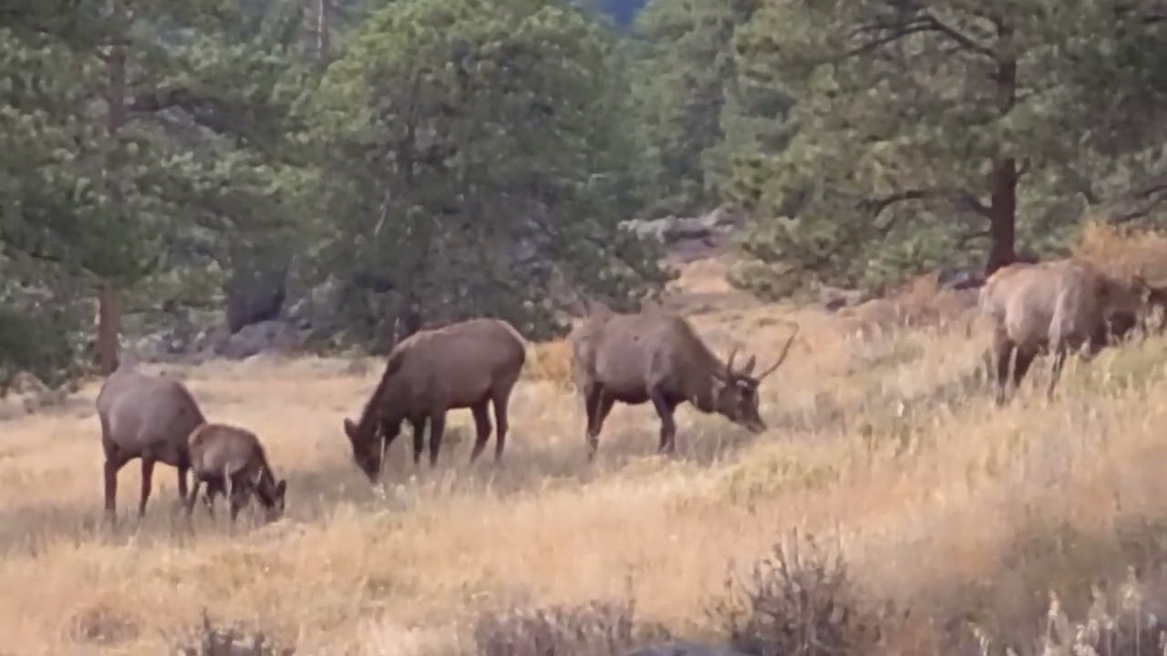 elk3