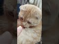 #подпишись #кот #домашниеживотные #пушистыедрузья