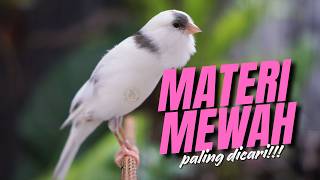 MATERI MEWAH PALING DICARI - Masteran Kenari Isian Blackthroat Gacor CENGKOK FAVORITE JURI