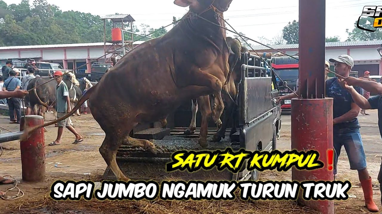  PENURUNAN SAPI JUMBO NGAMUK❗️SATU RT KUMPUL