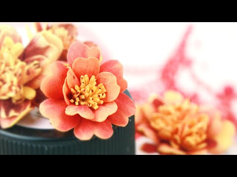 Videó: Ilyen Különböző Körömvirágok