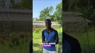 Agronomy 2024 finalists project Interview
