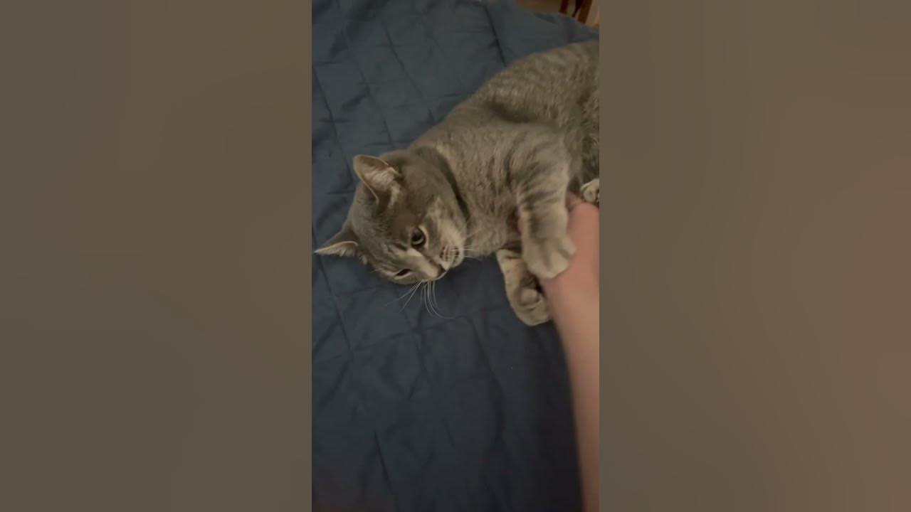 Cat Clamp YouTube