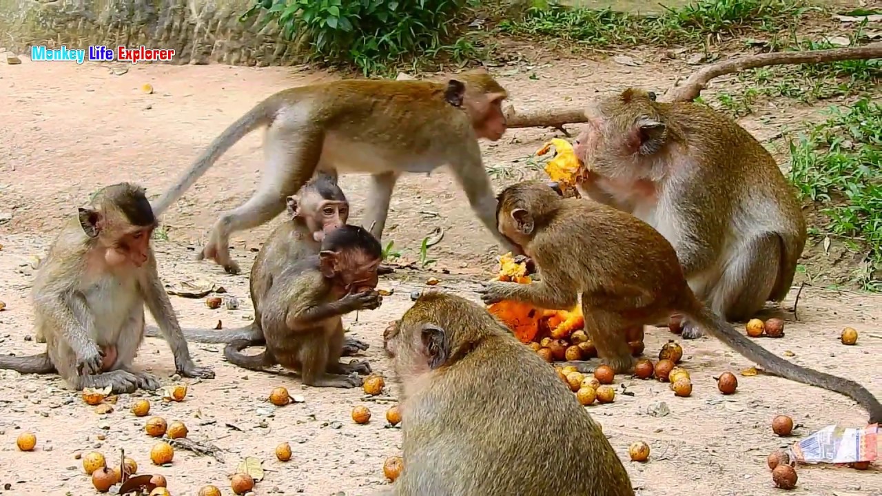 Orphan baby Carlino eating fruits other monkeys/ belly of baby Carlino is so big.