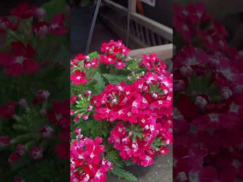 Vídeo: Verbena rastejante no jardim: dicas sobre como usar a Verbena como cobertura de solo