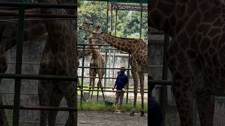 Seeing the banana in his hand, a group of giraffes surrounded him, and then. #Giraffe #Wildlife #AnimalLove #Nature #foryou