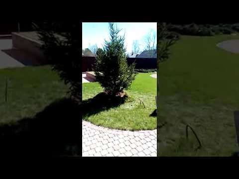 Туи живая изгородь