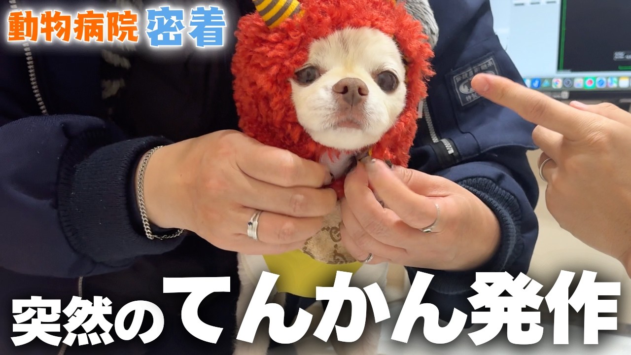 【犬のてんかん】一年半ぶりに起きたチワワの発作…｜診察に密着、獣医たちのリアルな話