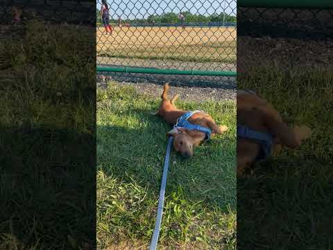 #DustyTheDachshund