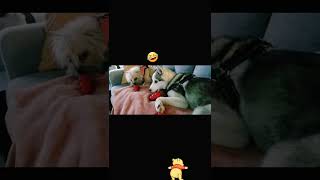 The Best Of New Shorts S Portmaitlanddolly - Best Shorts S 2023. Resimi