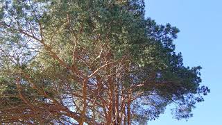 Pine tree popping pine cones