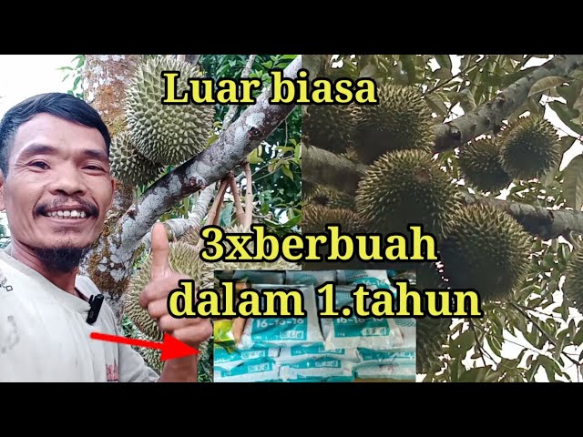 cara membuahkan pohon durian di luar musim how to produce durian trees out of season #kebundurian class=