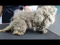 Worst dog condition ive ever seen i fully matted with fleas and ticks