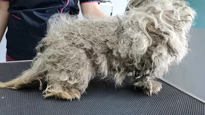 WORST Dog Condition I've EVER Seen I FULLY MATTED (With Fleas and Ticks)