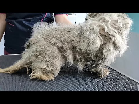 WORST Dog Condition I've EVER Seen I FULLY MATTED (With Fleas and Ticks)