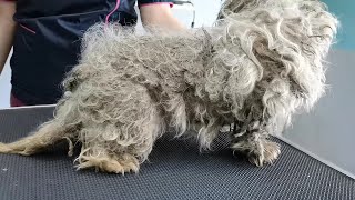WORST Dog Condition I&#39;ve EVER Seen I FULLY MATTED (With Fleas and Ticks)